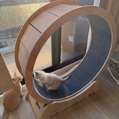 キャットホイールの画像