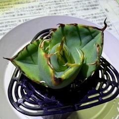 🌟No.35🌟 【マッドボール】もぎたて天芽小株 pic2,3,4の画像