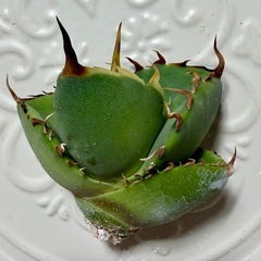 🌟No.35🌟 【マッドボール】もぎたて天芽小株 pic2,3,4の画像