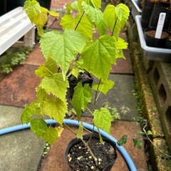 アブチロン　チロリアンランプの苗の画像