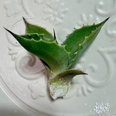 🌟No.36🌟 【マクロアカンサ✖️イシスメンシス】①もぎたて天芽小株 pic2,3,4の画像