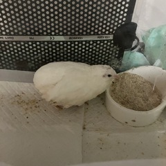 里親　ひめうずら　メス