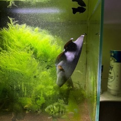 熱帯魚　ブラックゴースト　約25cmの画像
