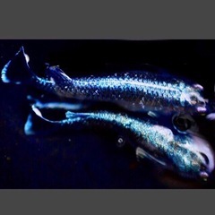 春💐これが本物！メダカに生餌ゾウリムシ900×⒉本=1,800ml もう直ぐ🇸🇻ラムネ＊ブルー成魚の画像