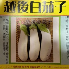 ナスの苗　家庭菜園、自然農苗の画像