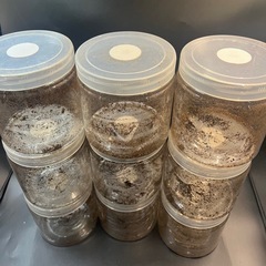 （中古　数変更可）飼育ケース1.6L(1600cc)成虫・幼虫飼育に/菌糸ボトル/加工済ペットブロー（穴あけ加工、フィルター付き）ブロー容器9個 ※送料事前連絡にて変更可 ※直接受け渡しに変更可の画像