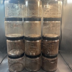 （中古 数変更可）飼育ケース1.6L(1600cc)成虫・幼虫飼育に/菌糸ボトル/加工済ペットブロー（穴あけ加工、フィルター付き）ブロー容器10個  ※送料事前連絡にて変更可 ※直接受け渡しに変更可の画像