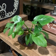 ヒメモンステラ （Rhaphidophora tetrasperma） 　ミニモンステラの画像