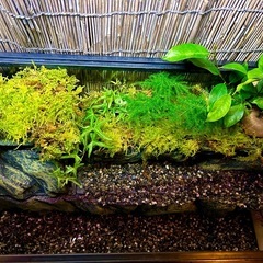 水の流れる滝テラリウム水槽の画像