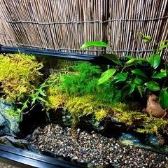 水の流れる滝テラリウム水槽の画像