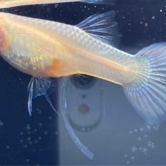 グッピー RREAモスコーピンク リボンの画像