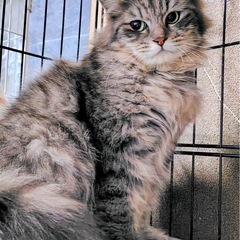 長毛の美人さん🩷