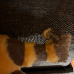 難あり　アライグマ　ぬいぐるみの画像