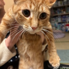 茶トラ 8ヶ月 オス （ほぼ里親さん決まりました）