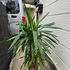 観葉植物　ユッカの画像
