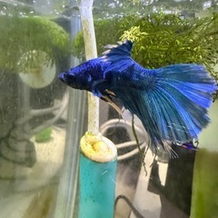 ベタ　熱帯魚　の画像