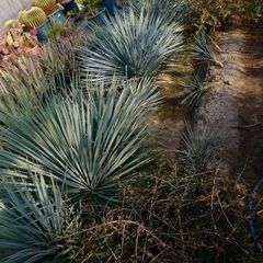 オープンハウス【地植えアガベ最大50％OFF
セール】の画像