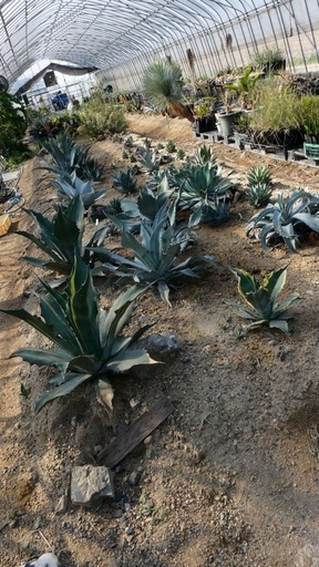 オープンハウス【地植えアガベ最大50％OFF
セール】