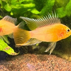 AP.マクマステリィゴールデンPrの画像