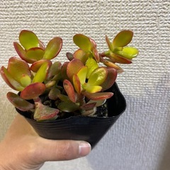 黄金姫花月　の画像