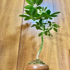 観葉植物　曲がり仕立てのカポックと木製鉢の画像