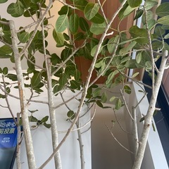 ベンガレンシス　ベンガル　ゴムの木　　観葉植物　巨大の画像