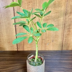 観葉植物　カポックとガラス製鉢カバーの画像