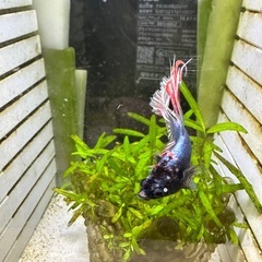 熱帯魚　ベタ　♂ 幼魚
の画像