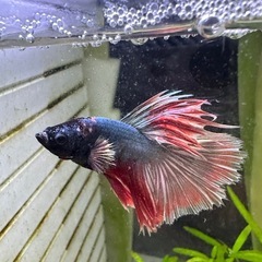 熱帯魚　ベタ　♂ 幼魚
の画像