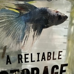 熱帯魚　ベタ　♂ 幼魚の画像