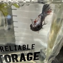 熱帯魚　ベタ　♂ 幼魚の画像