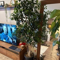 植物　受け終了、受取待中
の画像