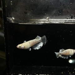 めだか　メダカ販売予約の画像