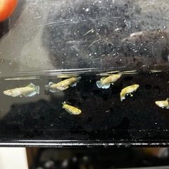 めだか　メダカ販売予約の画像