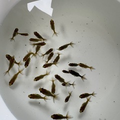 金魚　琉金（リュウキン）の幼魚の画像