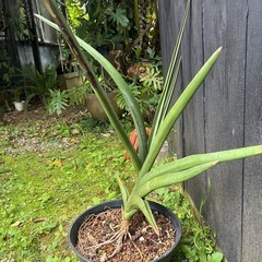 あまり見かけないサンセベリア　ロブスターブルーの画像