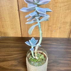 多肉植物　朧月とガラス製鉢カバーの画像