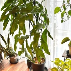 月下美人の画像