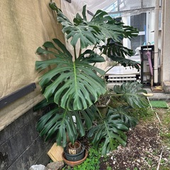 巨大モンステラの株の画像
