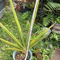 サンセベリア　ロブスターブルーの画像