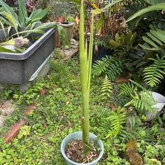 サンセベリア　ロブスターブルーの画像