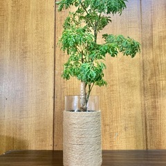 観葉植物　ポリシャスとガラス製鉢カバーの画像