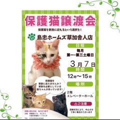 3月7日（土）島忠ホームズ草加舎人店保護猫譲渡会