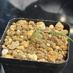 【球根植物】アルブカフミリス【株分譲ります】の画像