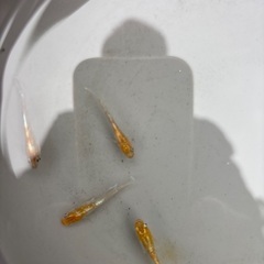 メダカシーズン前の画像