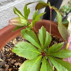 クリスマスローズの画像