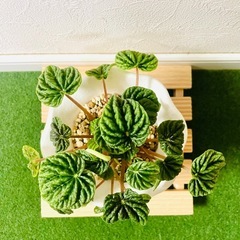 ペペロミア　カペラータ　観葉植物　鉢植え　そのまま飾れる　無機質の土の画像