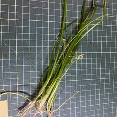 無農薬バリスネリア短め20本の画像