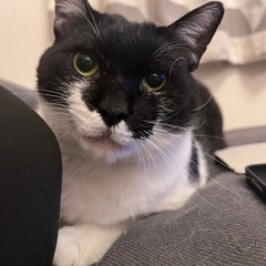 激推し！わがままボディのシロクロの男の子🐱