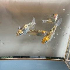 メダカ 雷神⚡️ 2ペアの画像